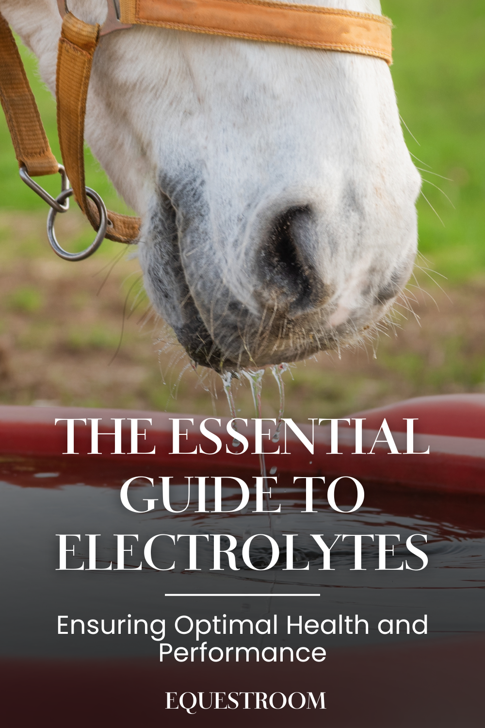 THE ESSENTIAL GUIDE TO ELECTROLYTES FOR HORSES – Equestroom