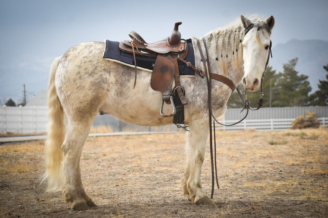 Deep Sapphire Western Saddle Pad – Equestroom